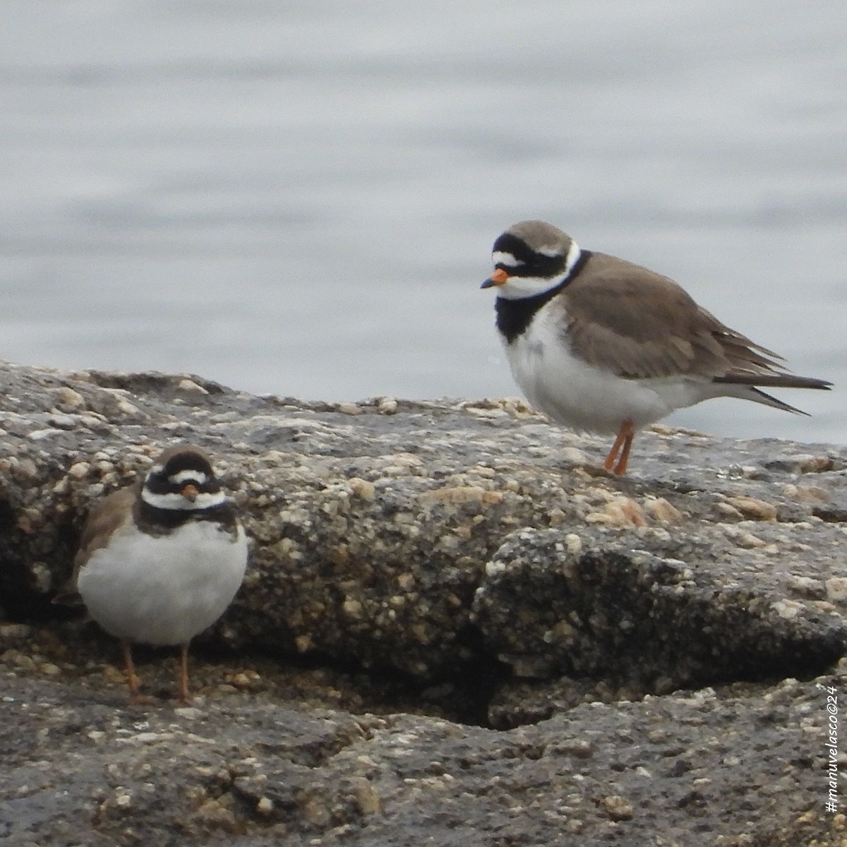 Common Ringed Plover - ML617983817
