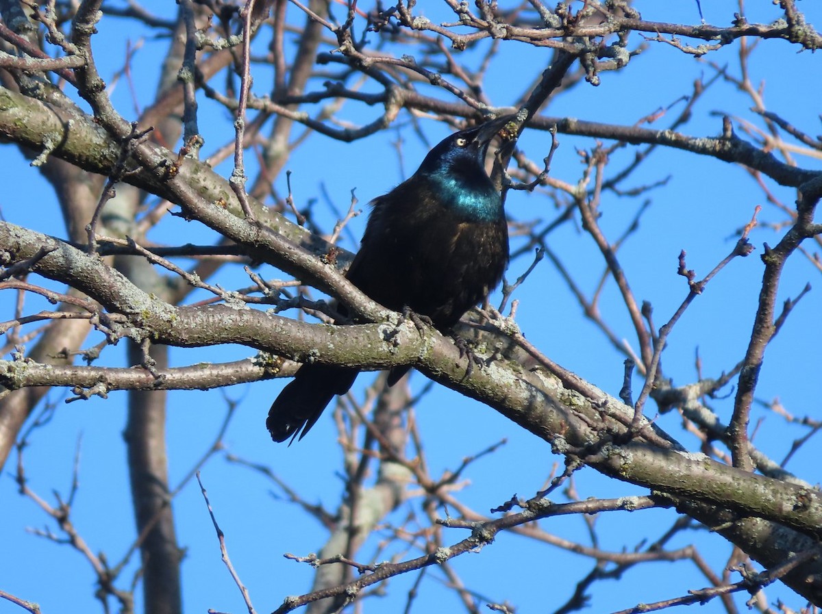 Common Grackle - ML617983844