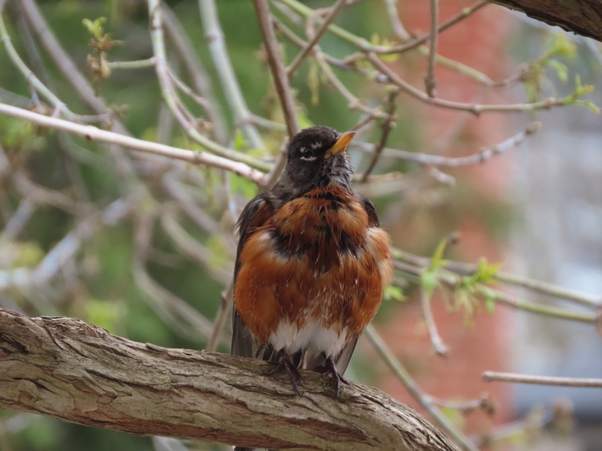 American Robin - ML617983874
