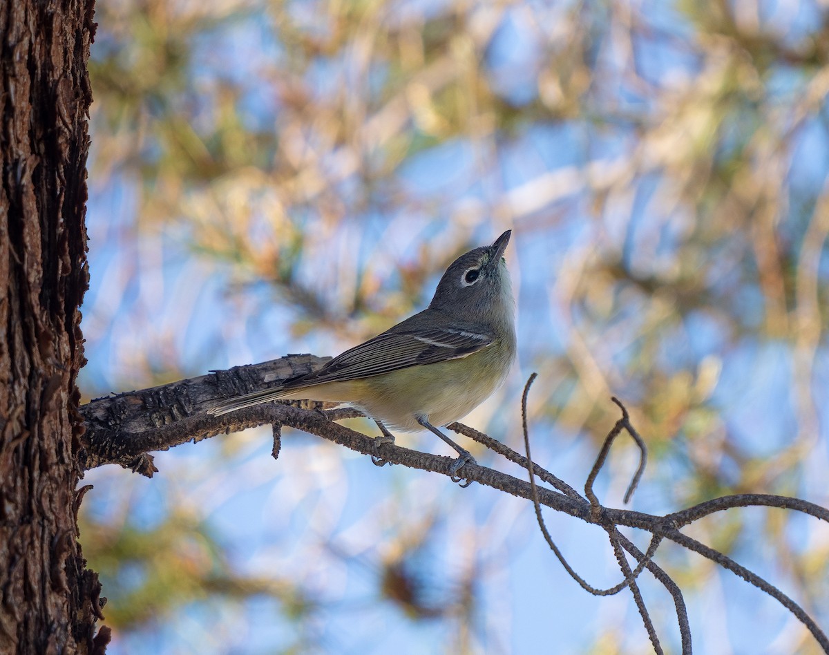 Vireo de Cassin - ML617983885