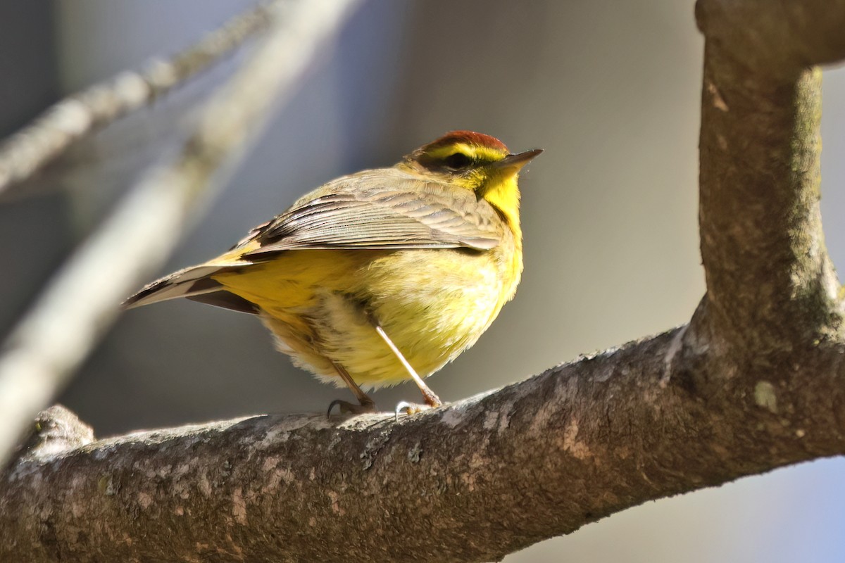 Palm Warbler - ML617983898