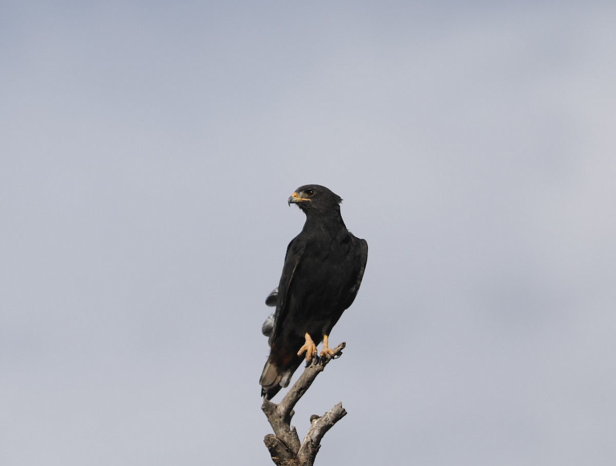 Augur Buzzard - ML617983899