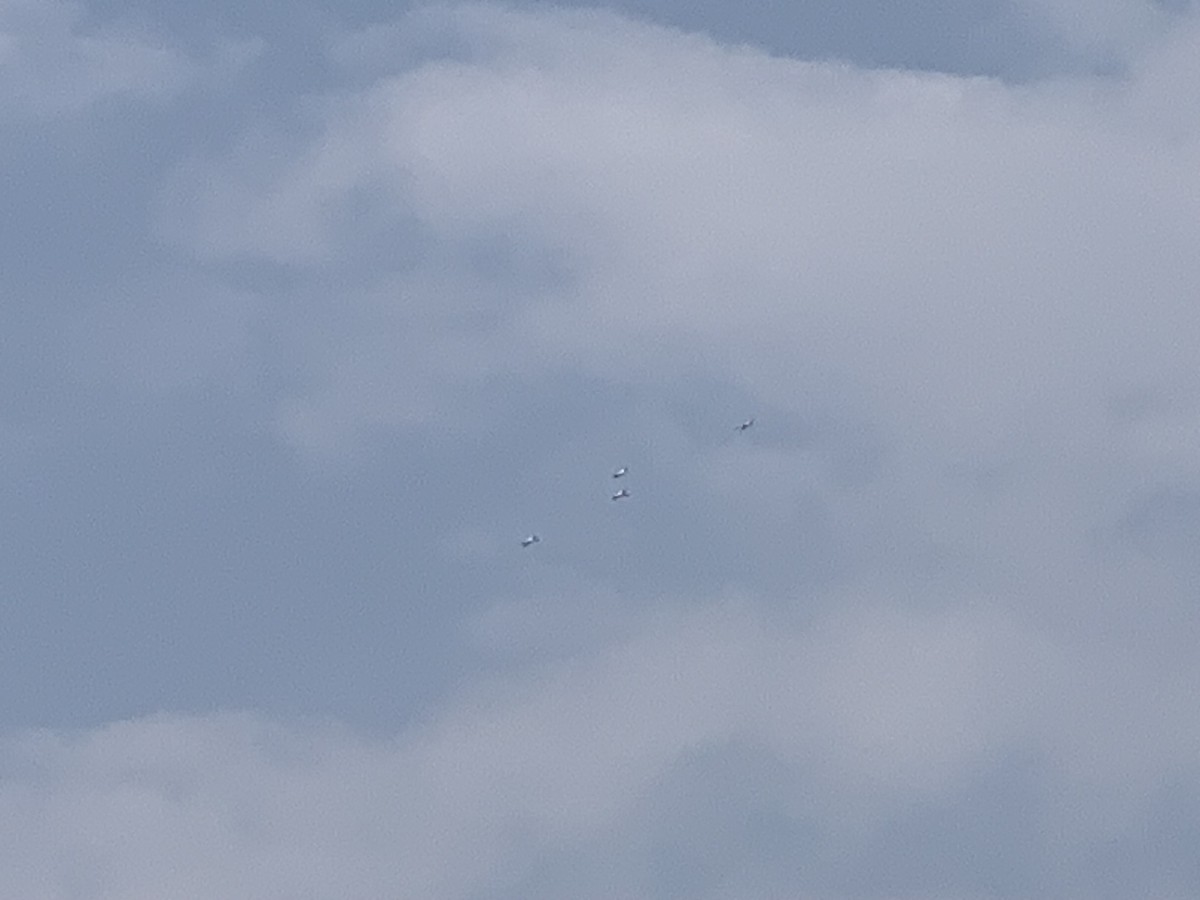 nesyt americký - ML617983916