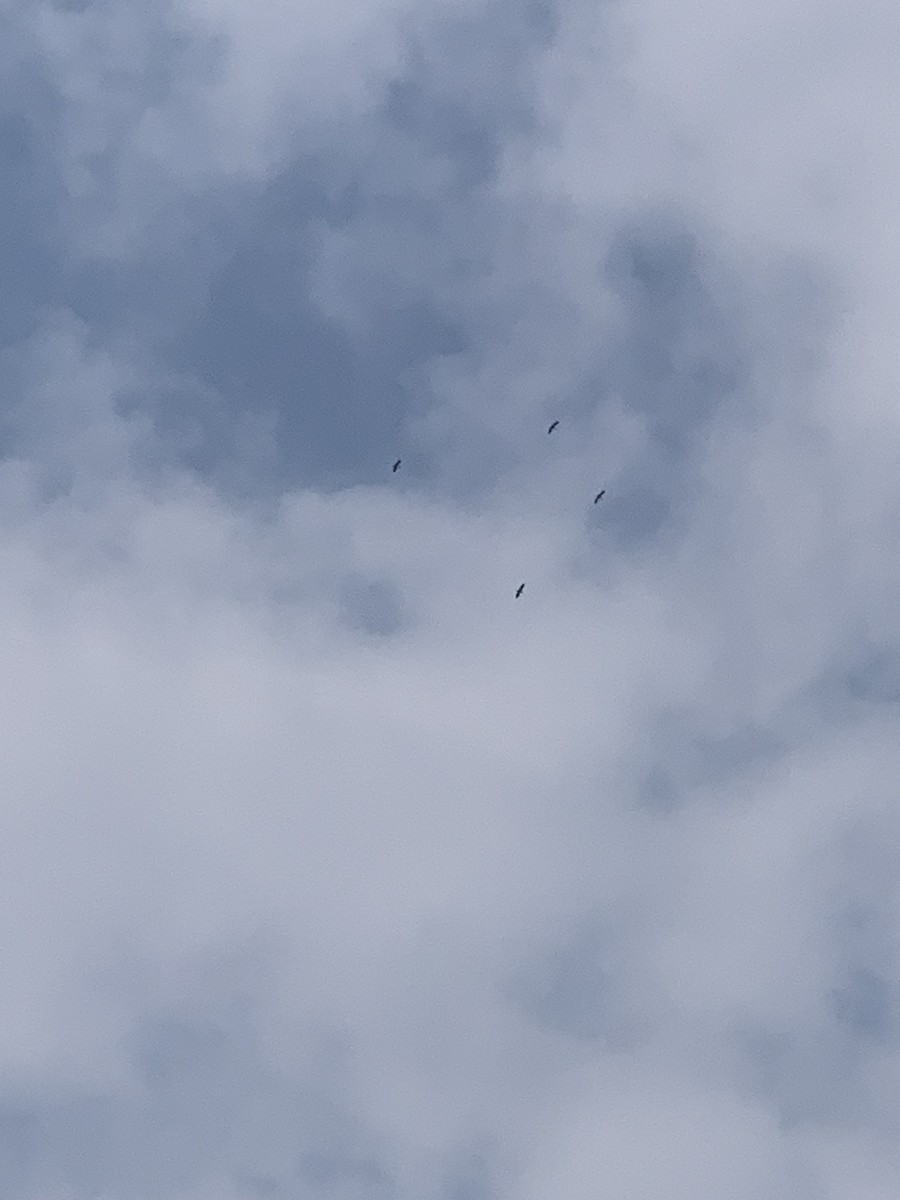 nesyt americký - ML617983917