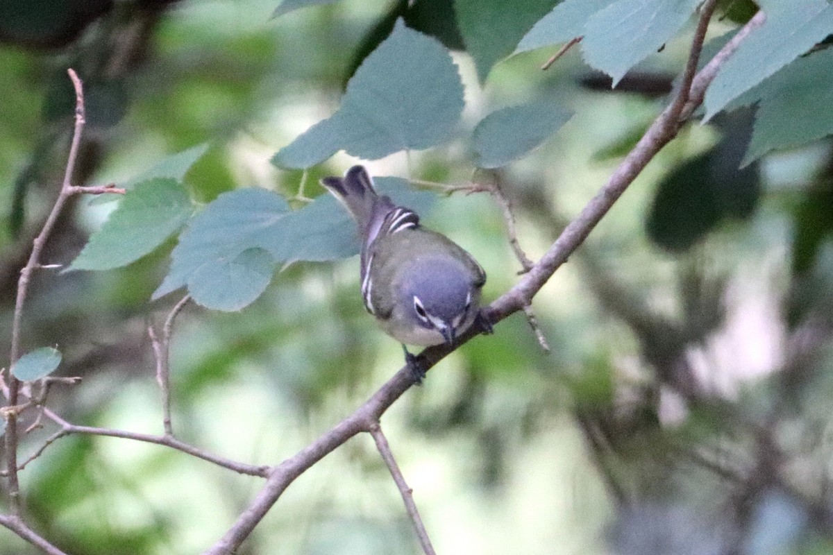 Mavi Başlı Vireo - ML617983921