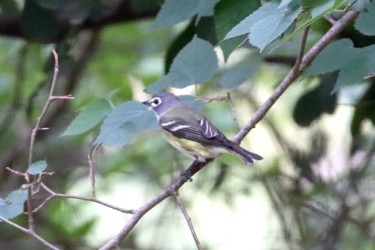 Mavi Başlı Vireo - ML617983922