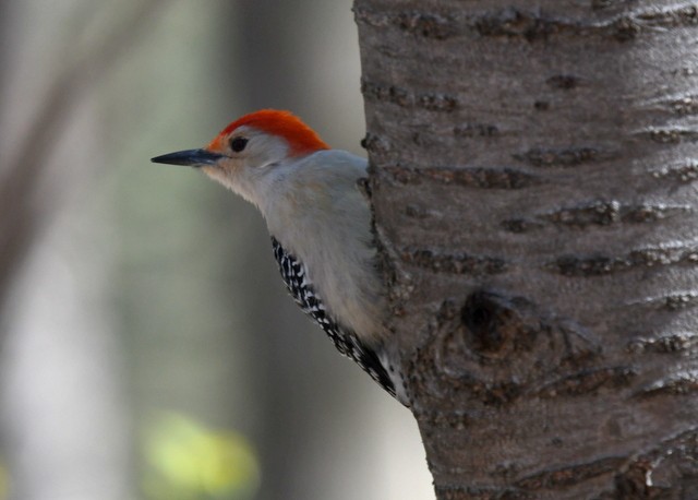 Red-bellied Woodpecker - ML617983943