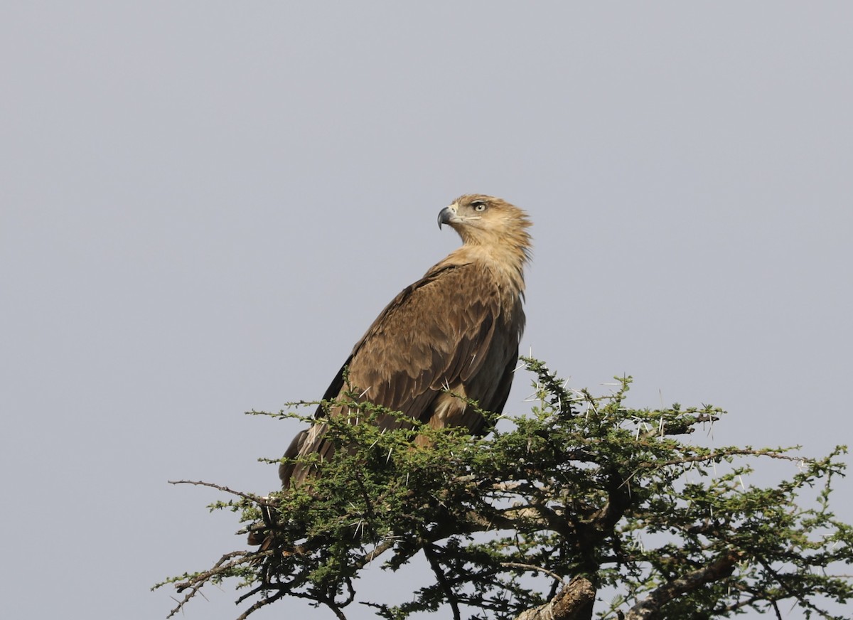 Tawny Eagle - ML617983959