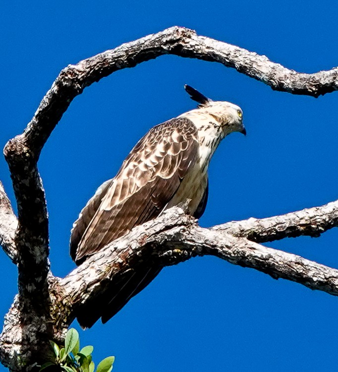 Philippine Honey-buzzard - ML617984004