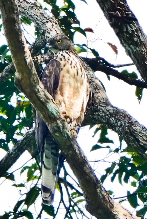 Philippine Honey-buzzard - ML617984017