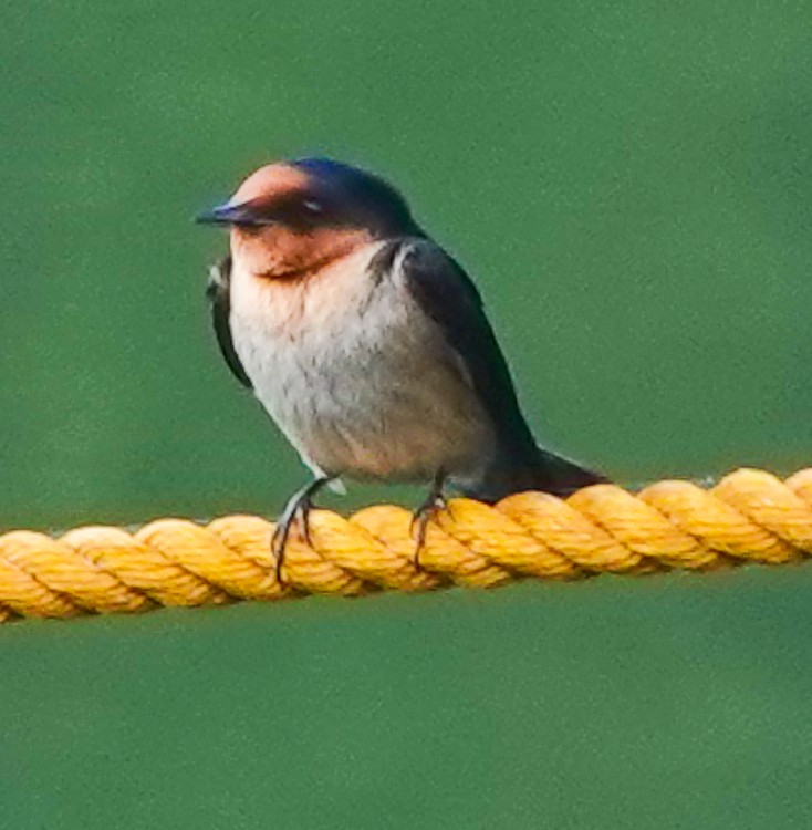 Golondrina del Pacífico - ML617984050