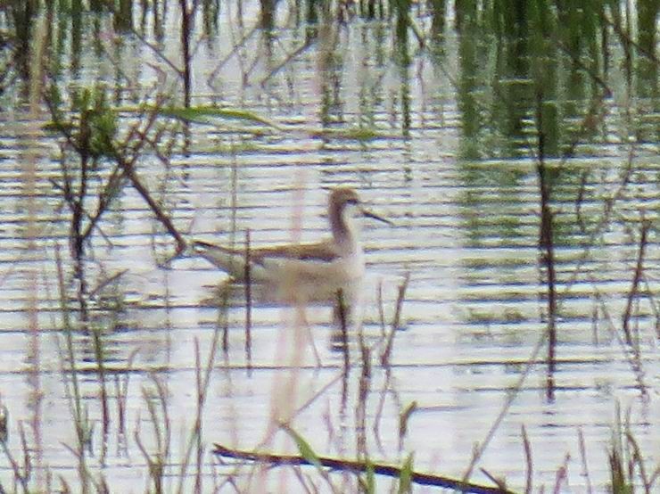 Wilson's Phalarope - Hendrik Herlyn