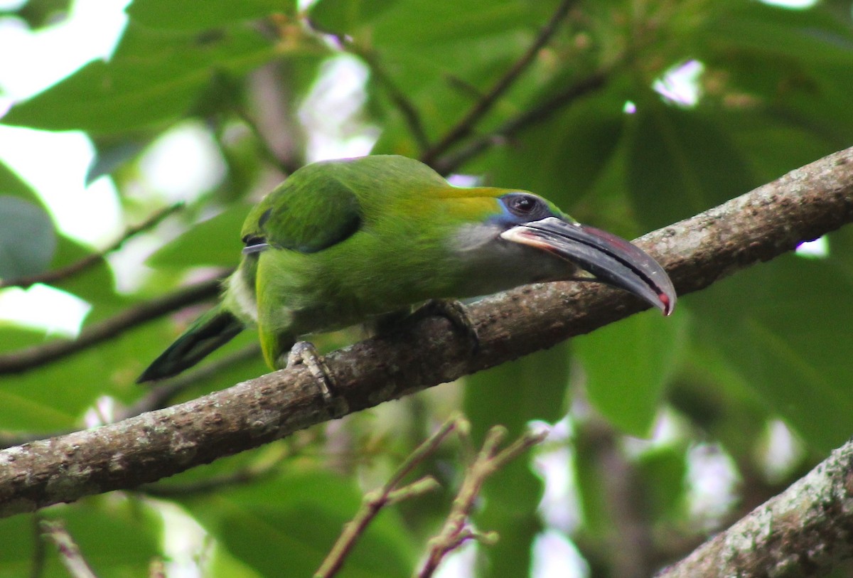 Toucanet à bec sillonné - ML617984110