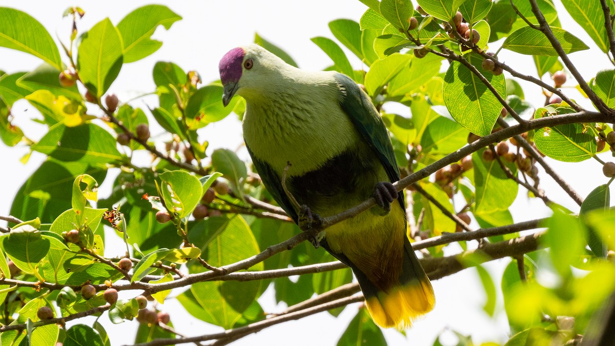 Purple-capped Fruit-Dove - ML617984121