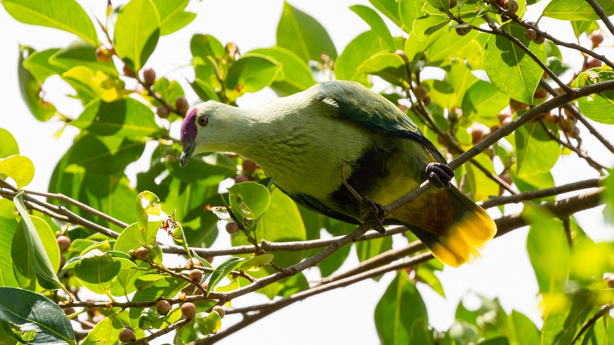 Purple-capped Fruit-Dove - ML617984123