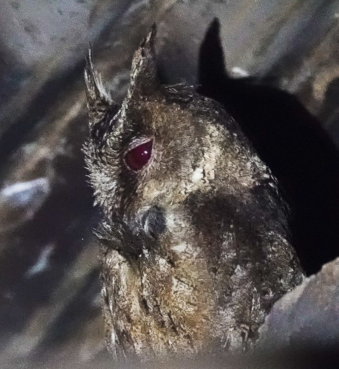 Everett's Scops-Owl - Arden Anderson