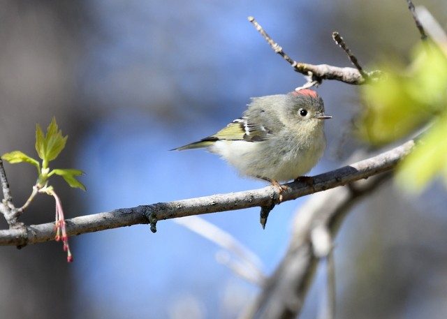 Ruby-crowned Kinglet - Doug Daniels