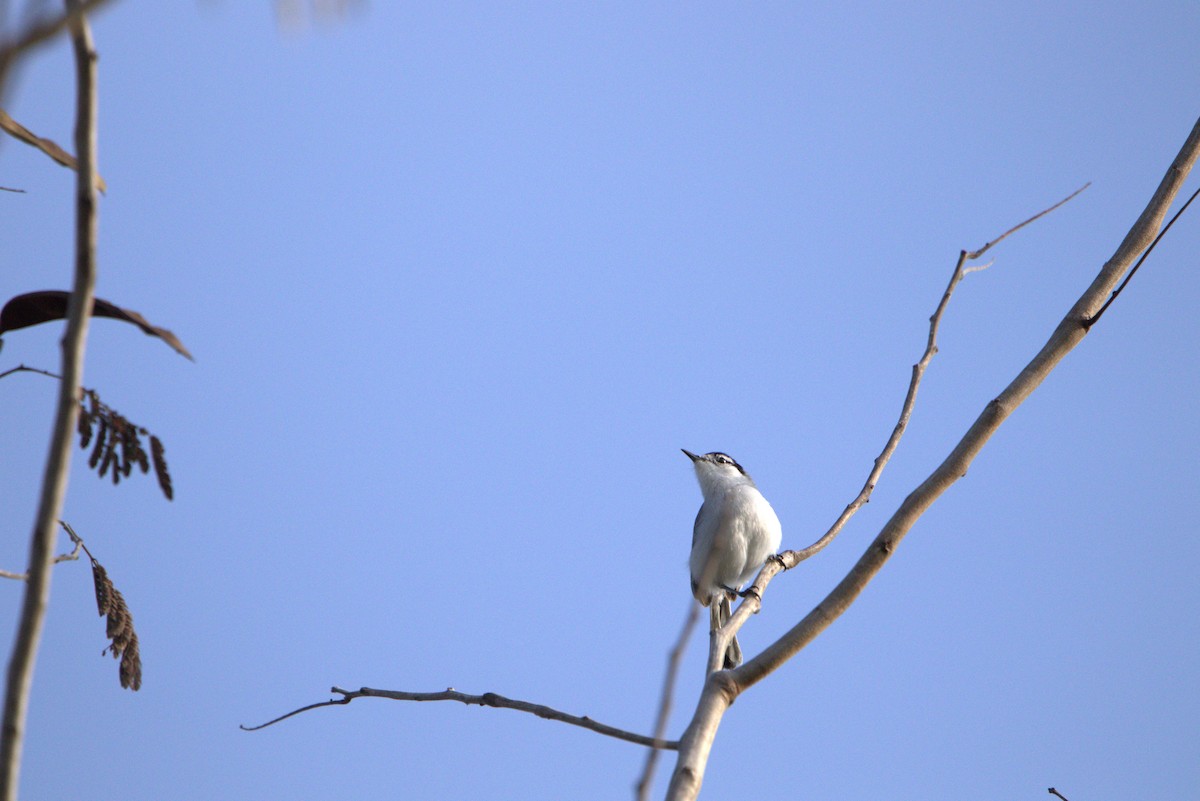 Yucatan Gnatcatcher - ML617984163