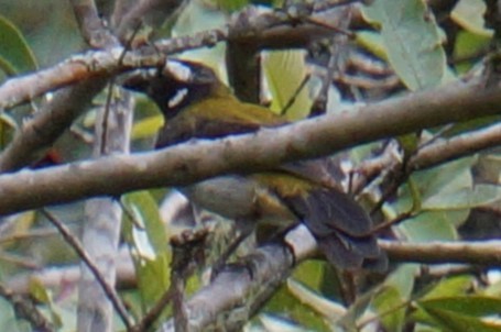 Black-winged Saltator - Pablo Perez - Perez