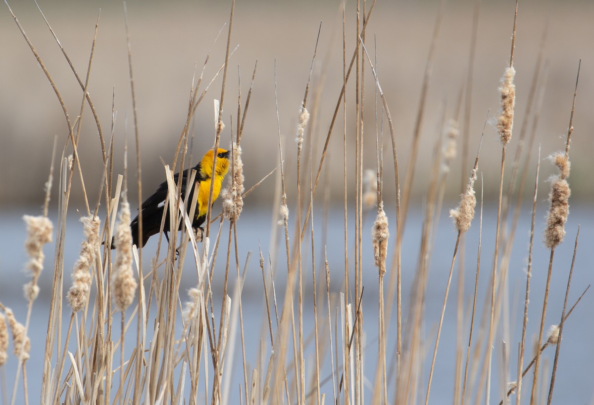 Yellow-headed Blackbird - ML617984192
