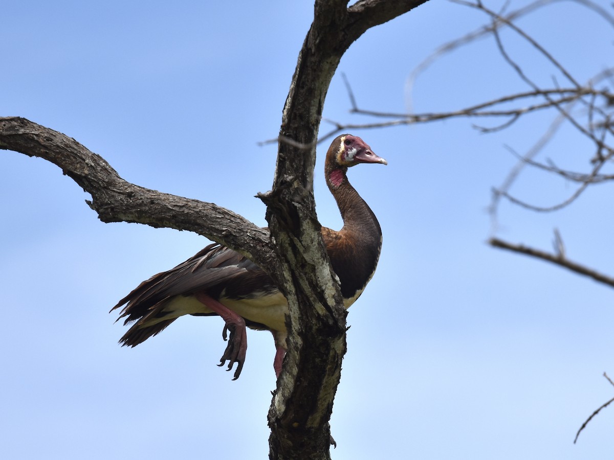 Spur-winged Goose - Shirley Bobier