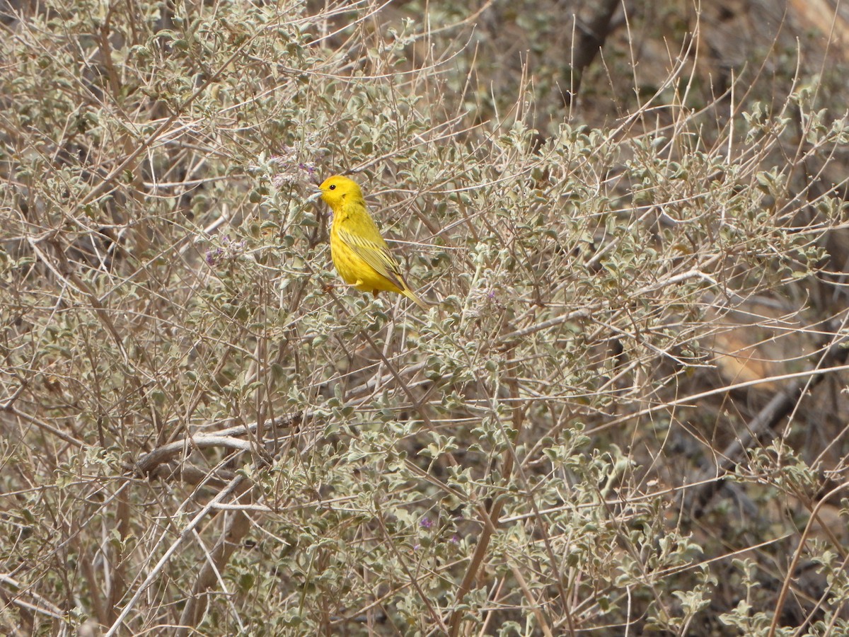 Paruline jaune - ML617984290