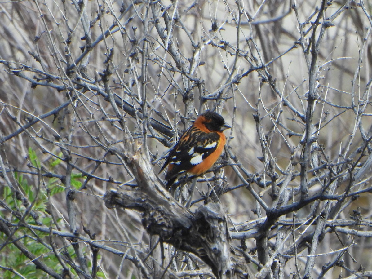 Black-headed Grosbeak - ML617984302