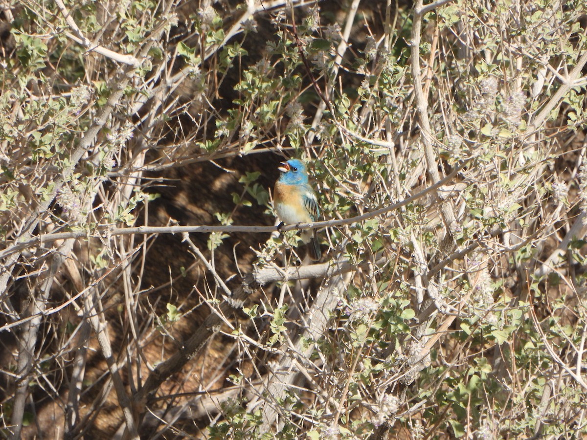 Lazuli Bunting - ML617984310