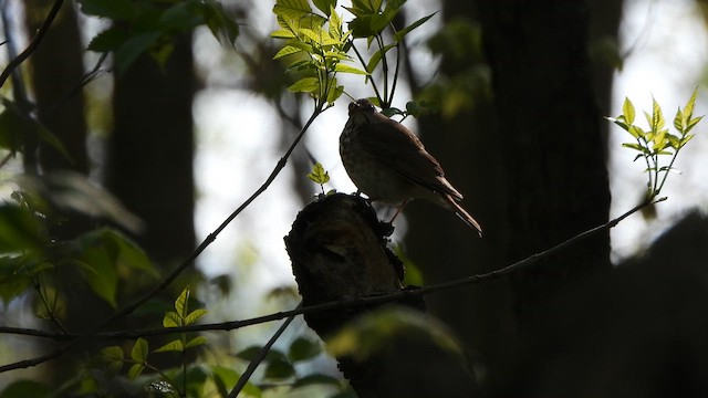 Hermit Thrush - ML617984332