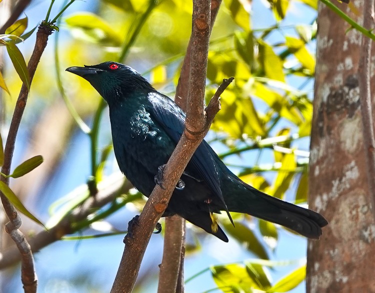 Asian Glossy Starling - ML617984356