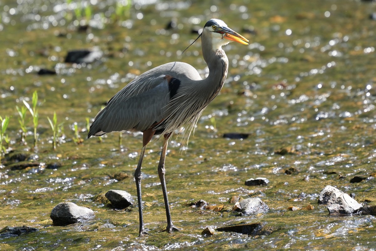 Great Blue Heron - Melanie Crawford