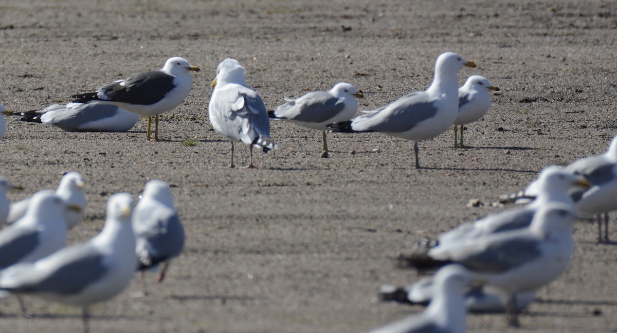 小黑背鷗 - ML617984364