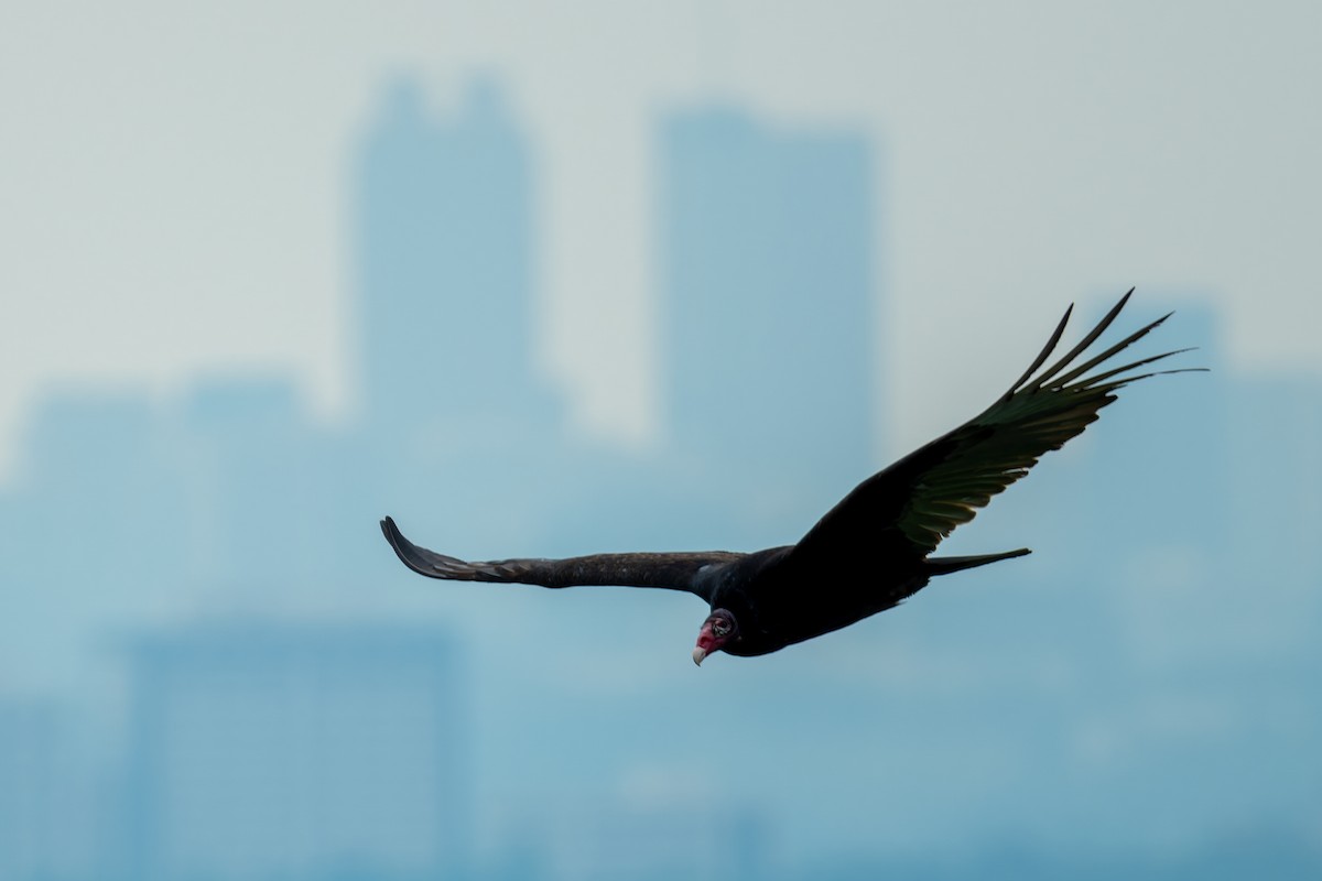 Turkey Vulture - ML617984373