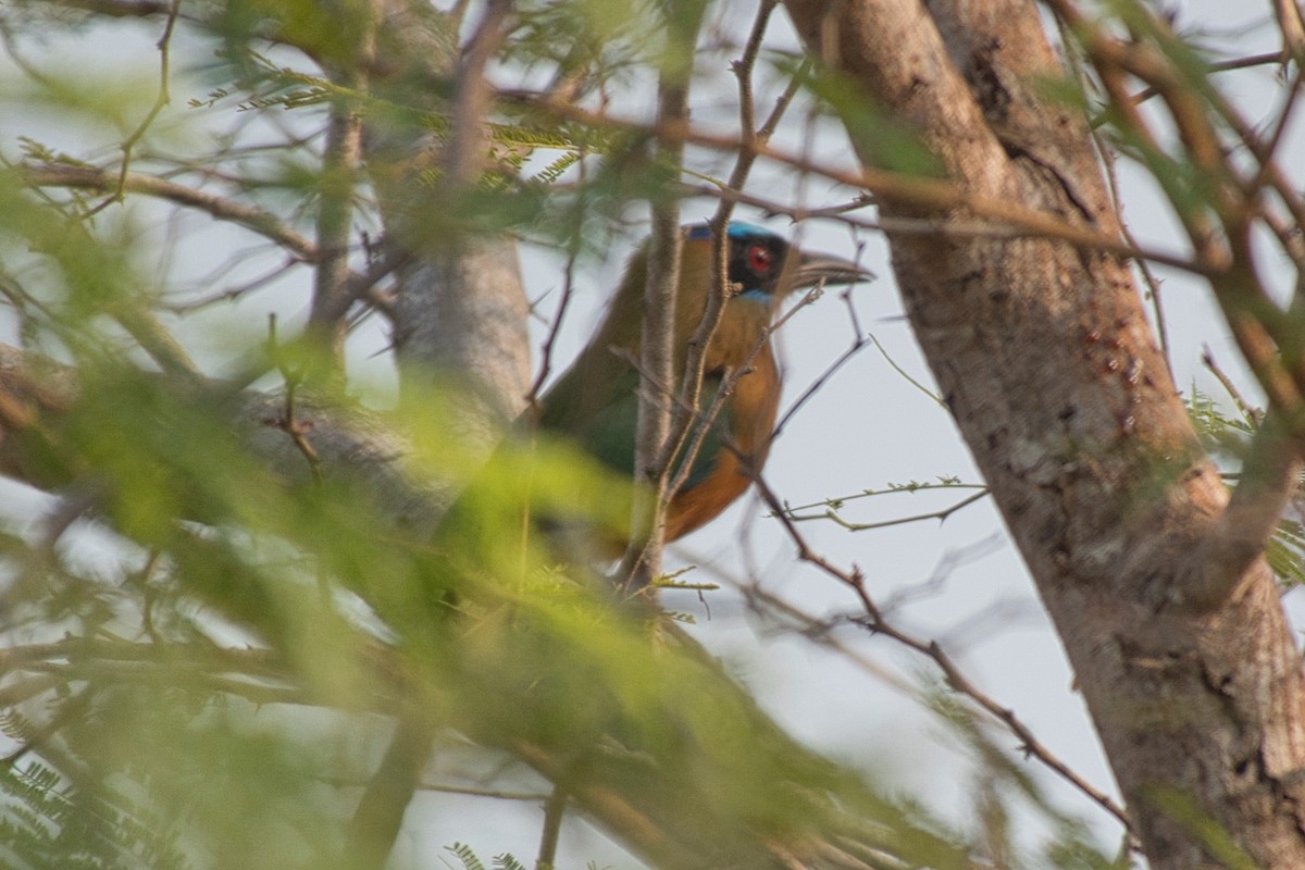 Motmot caraïbe - ML617984390