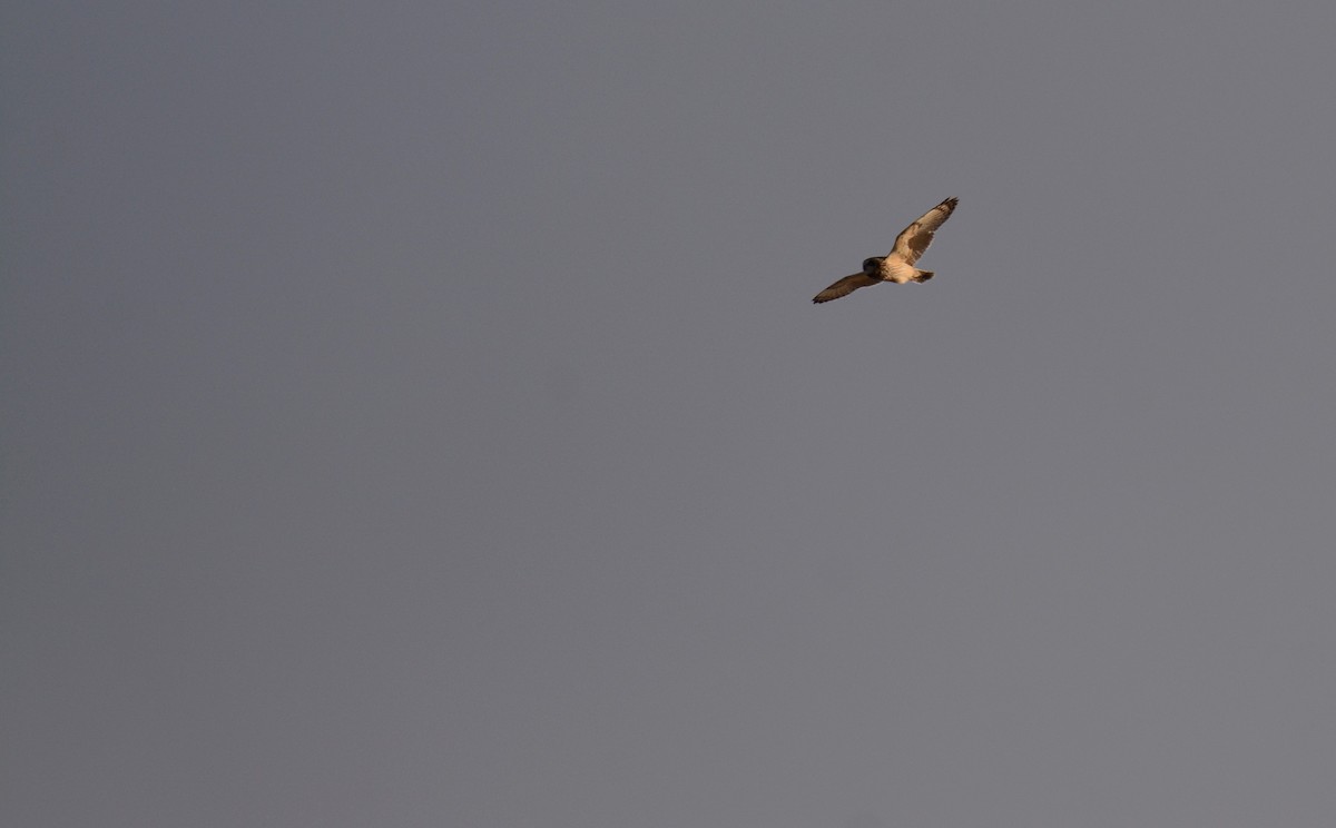 Short-eared Owl - Marc-Antoine Montpetit