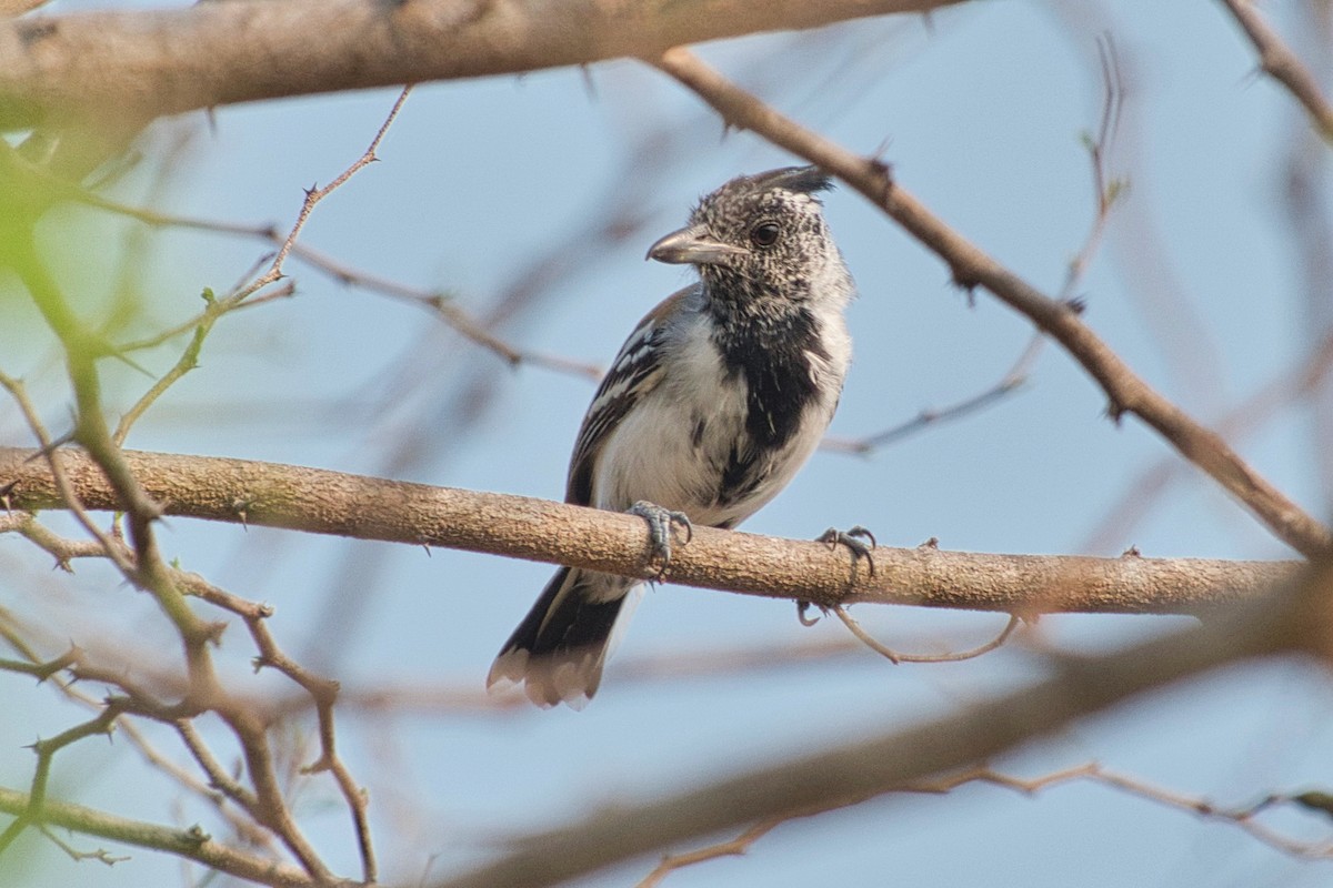 Black-crested Antshrike - Howard Towle