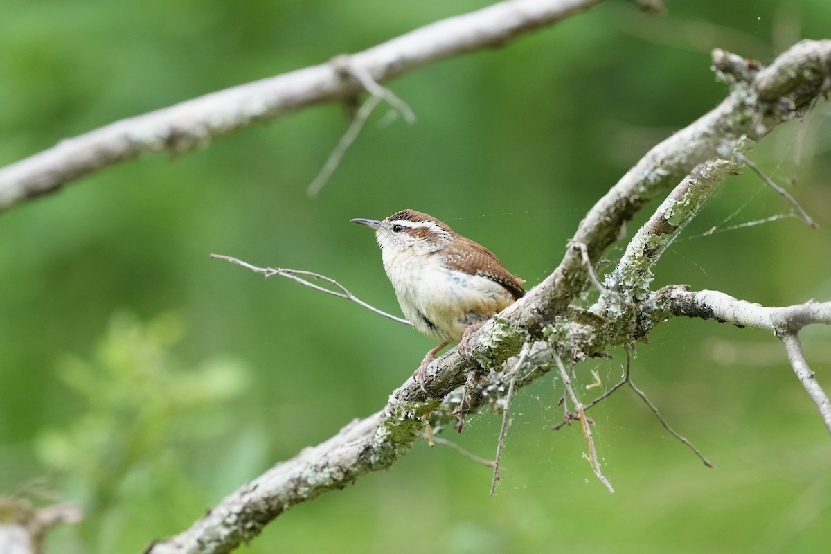 Carolina Wren - ML617984421