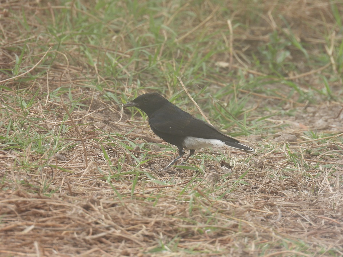 White-crowned Wheatear - Carmel Ravid