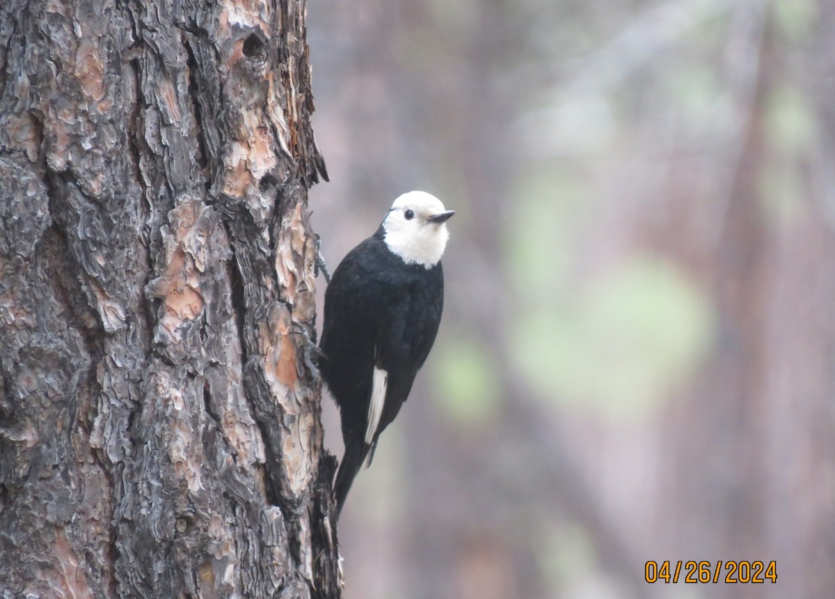 White-headed Woodpecker - ML617984466