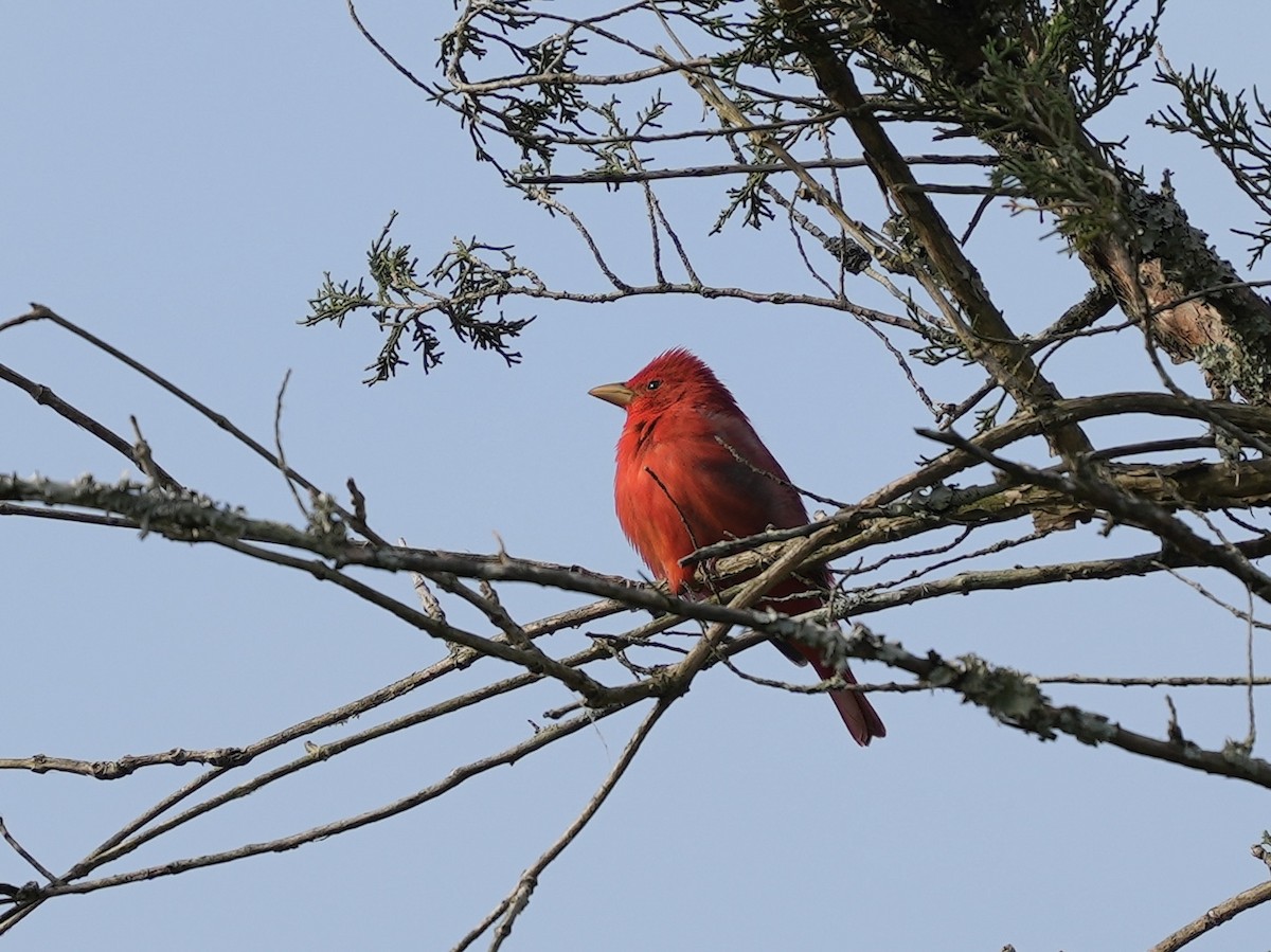 Summer Tanager - ML617984468