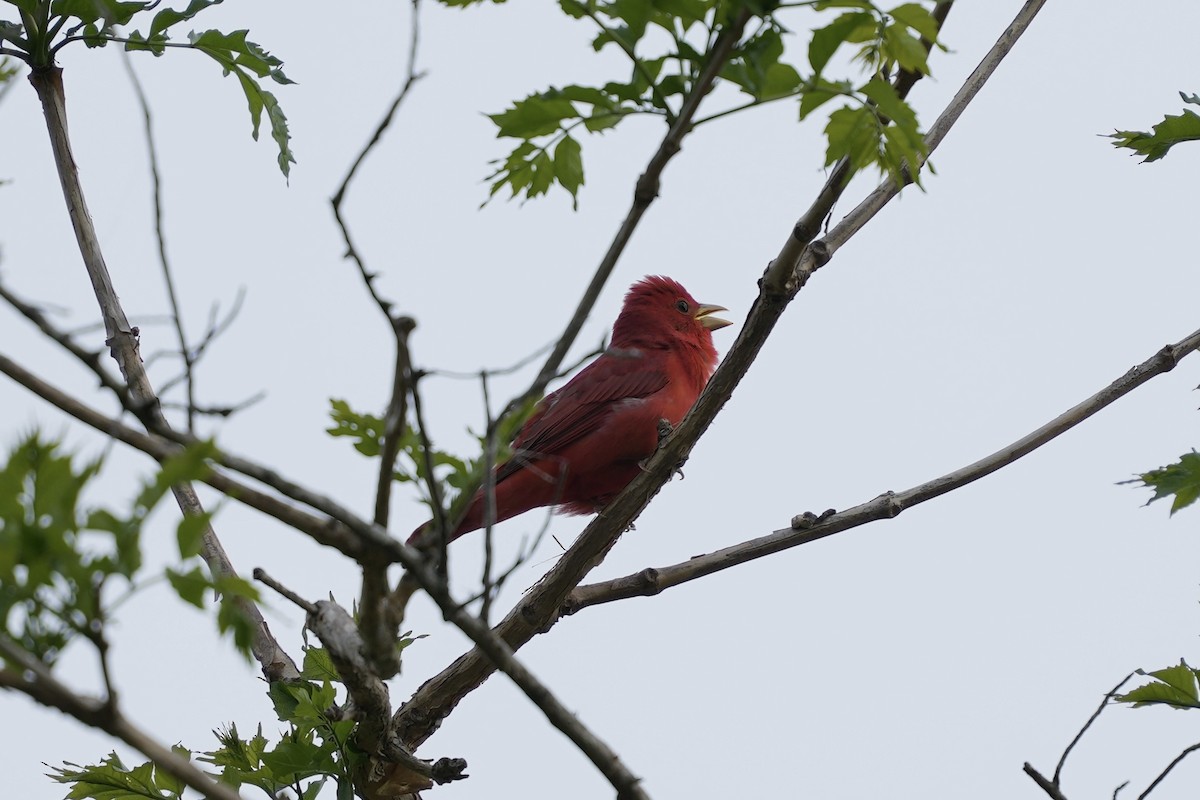 Summer Tanager - ML617984469