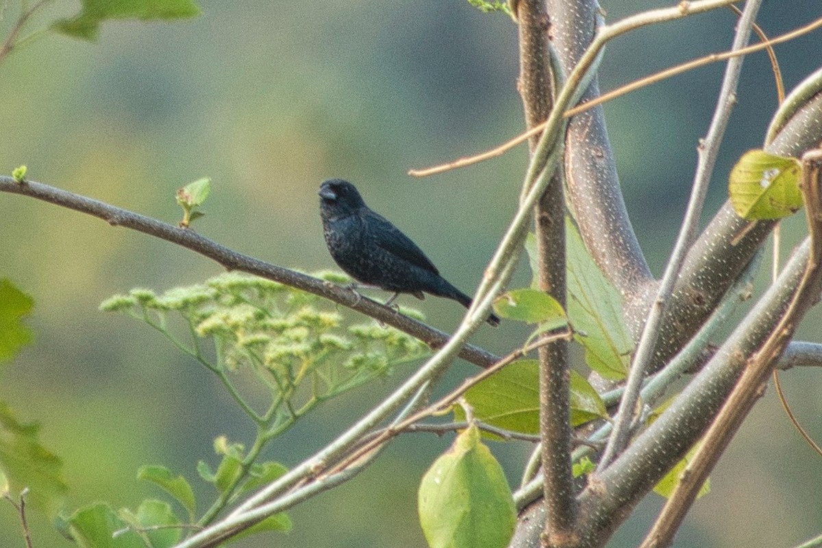 Blue-black Grassquit - ML617984477