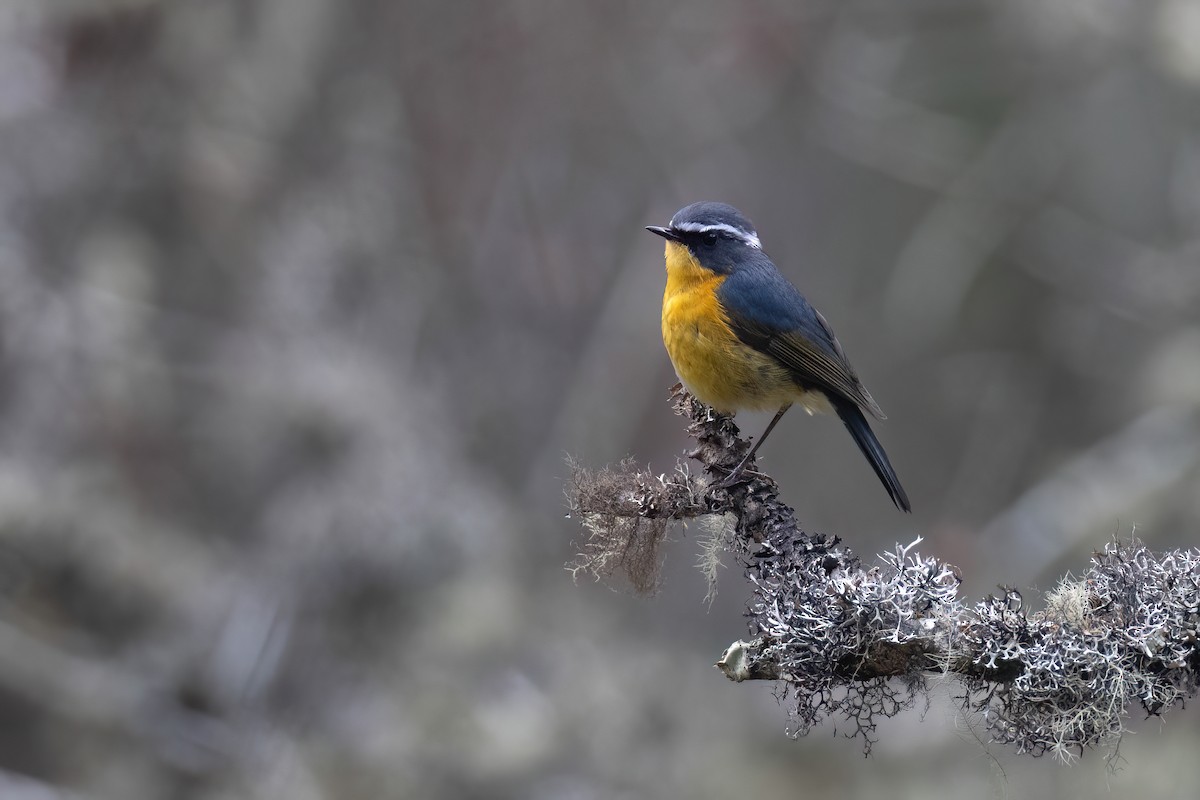 White-browed Bush-Robin - Chris Venetz | Ornis Birding Expeditions