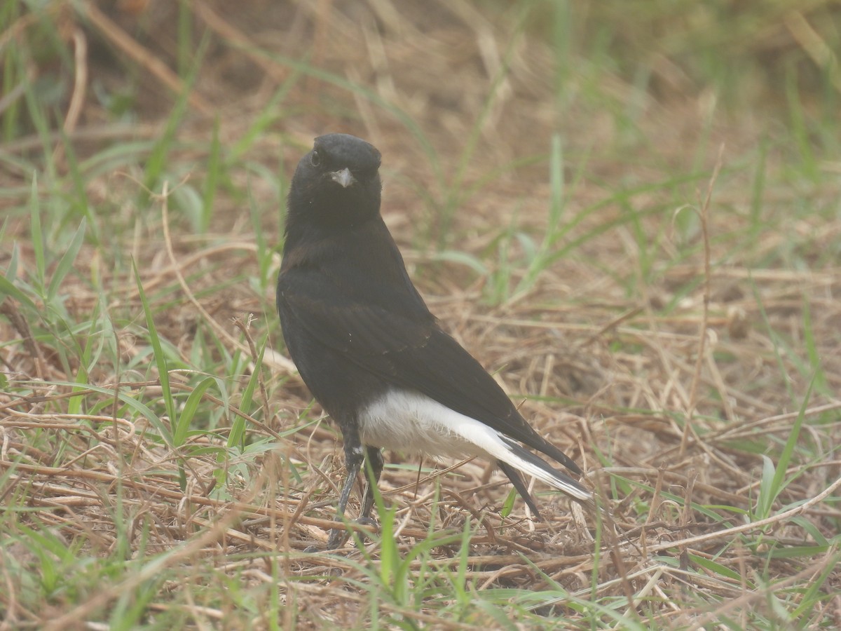 White-crowned Wheatear - Carmel Ravid