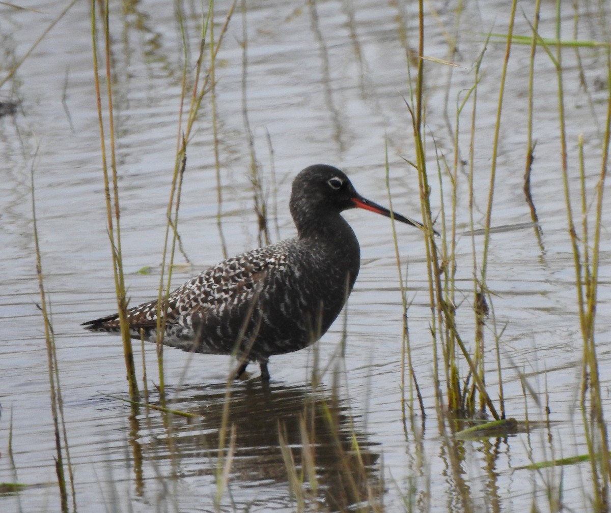 Spotted Redshank - ML617984518