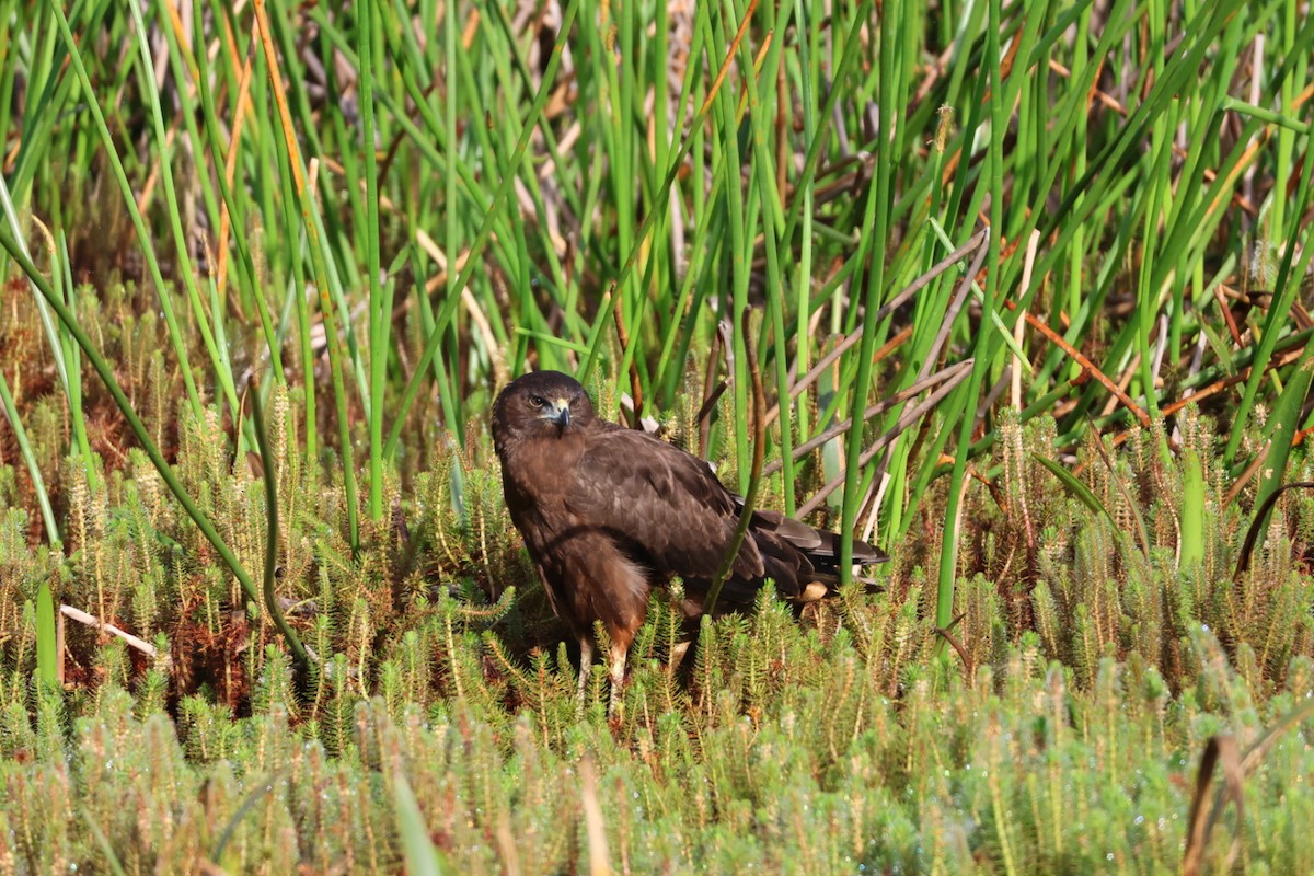 Aguilucho Lagunero del Pacífico - ML617984519