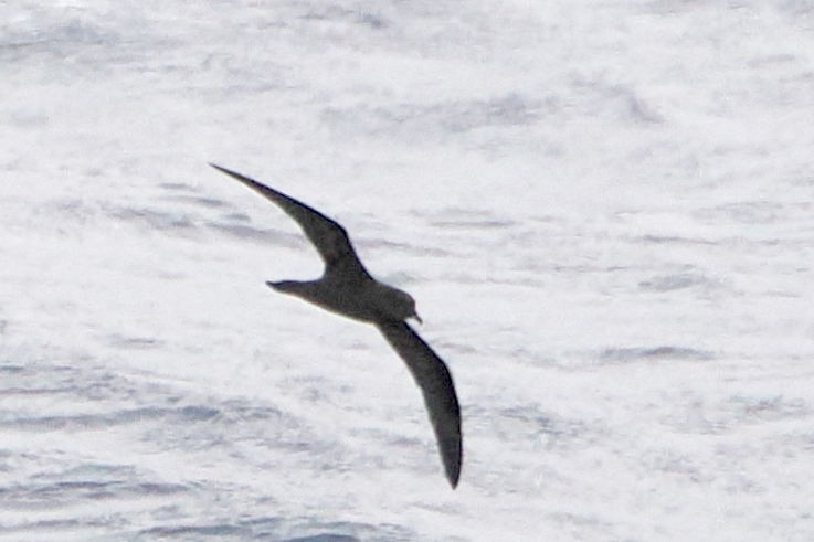 Bulwer's Petrel - steve b