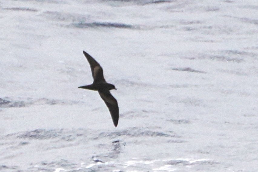 Bulwer's Petrel - steve b