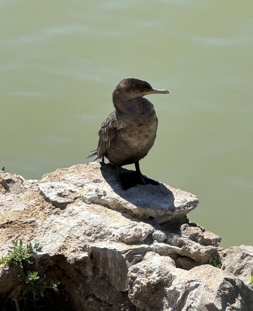 Neotropic Cormorant - ML617984525