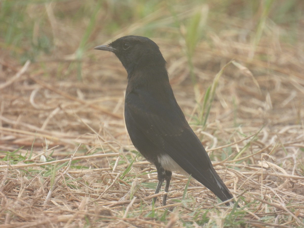 White-crowned Wheatear - ML617984530